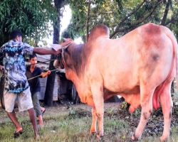 এবার ঈদের হাট মাতাবে ১৫ মন ওজনের মন্টু মিয়া
